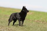 SCHIPPERKE 479